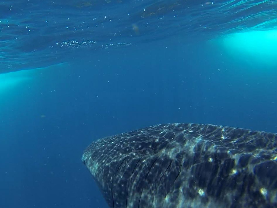 Snorkel with Whale shark